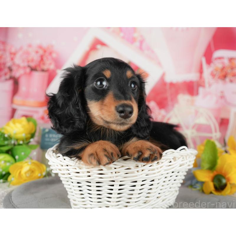 販売中の千葉県のミニチュアダックスフンド(ロングヘアード)-433604の2枚目