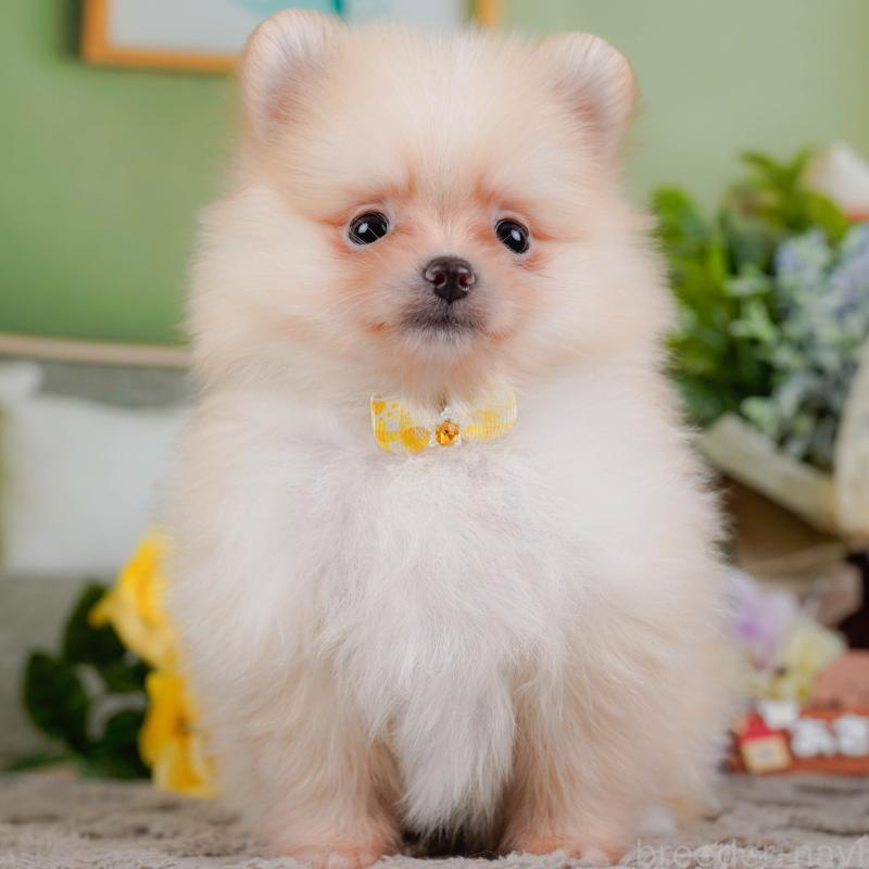 販売中の神奈川県のポメラニアン-433019