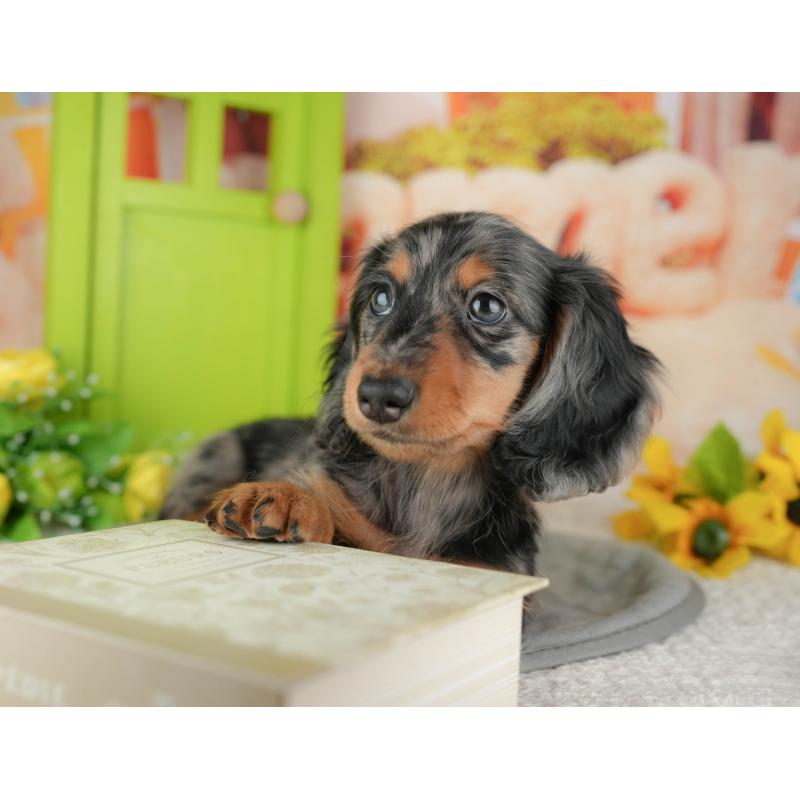 販売中の千葉県のミニチュアダックスフンド(ロングヘアード)-433601の1枚目