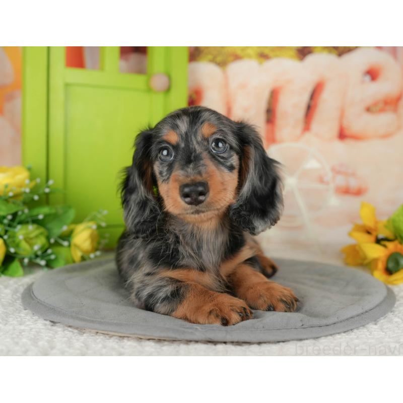 販売中の千葉県のミニチュアダックスフンド(ロングヘアード)-433601の10枚目