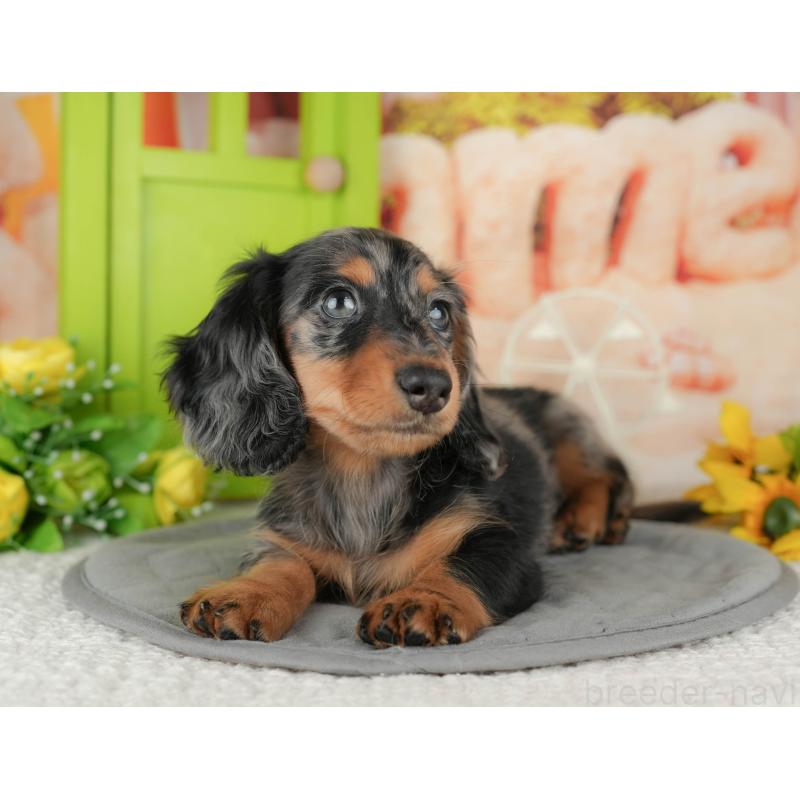 販売中の千葉県のミニチュアダックスフンド(ロングヘアード)-433601の9枚目