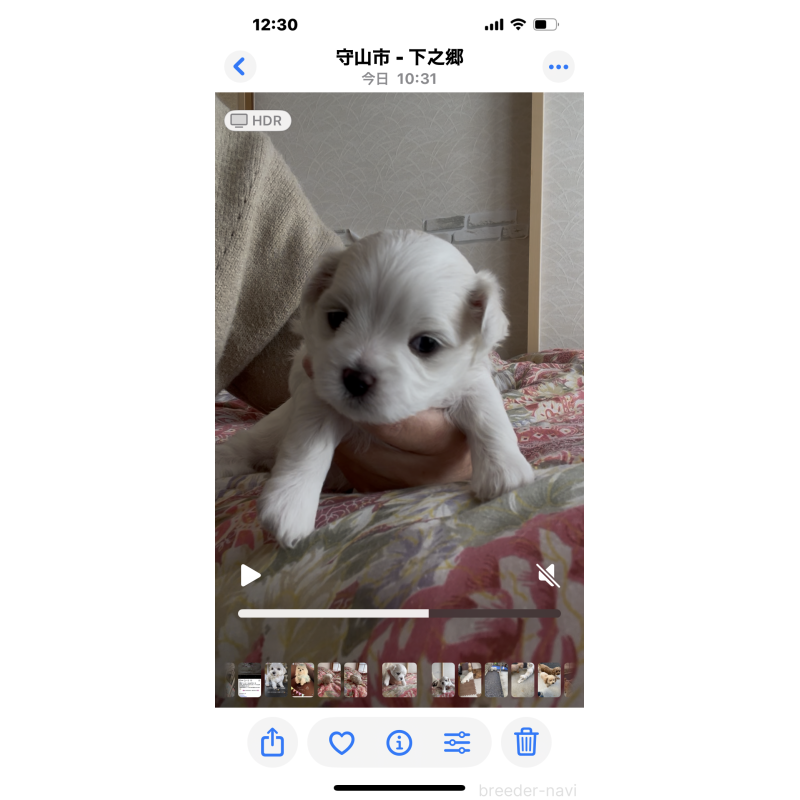 商談中の滋賀県のマルチーズ-430679の76枚目