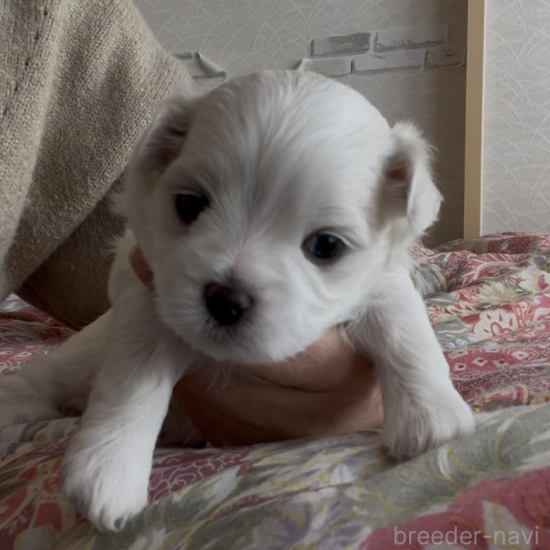 商談中の滋賀県のマルチーズ-430679の75枚目