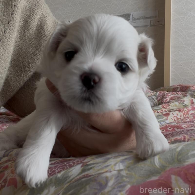 商談中の滋賀県のマルチーズ-430679の74枚目