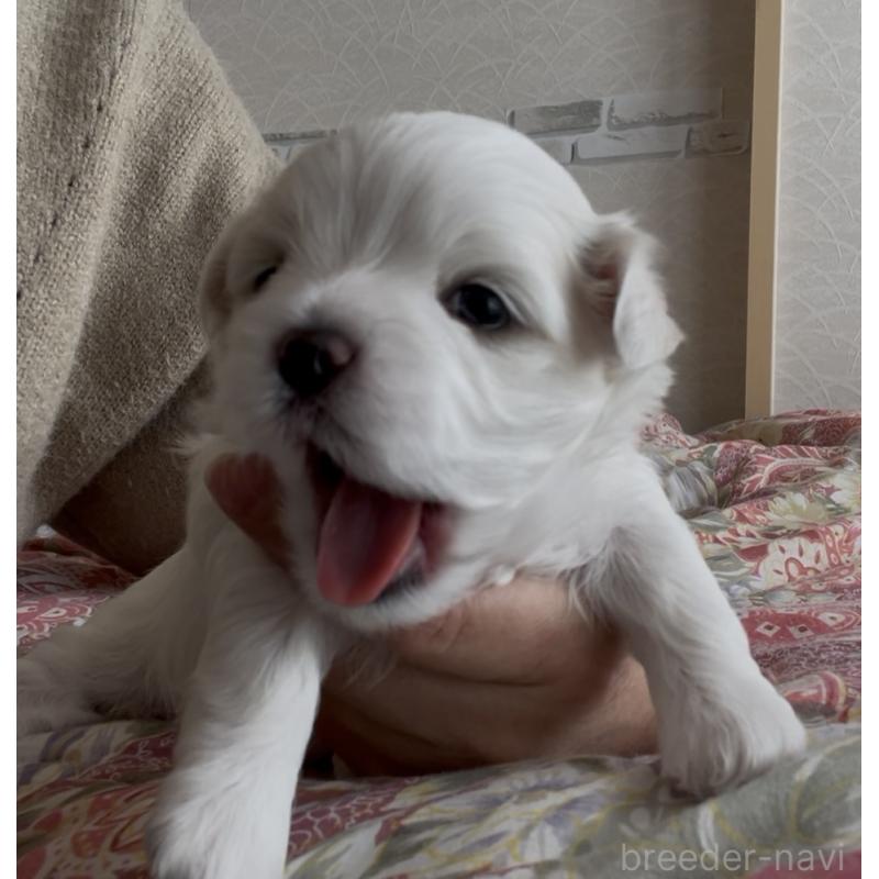 商談中の滋賀県のマルチーズ-430679の72枚目