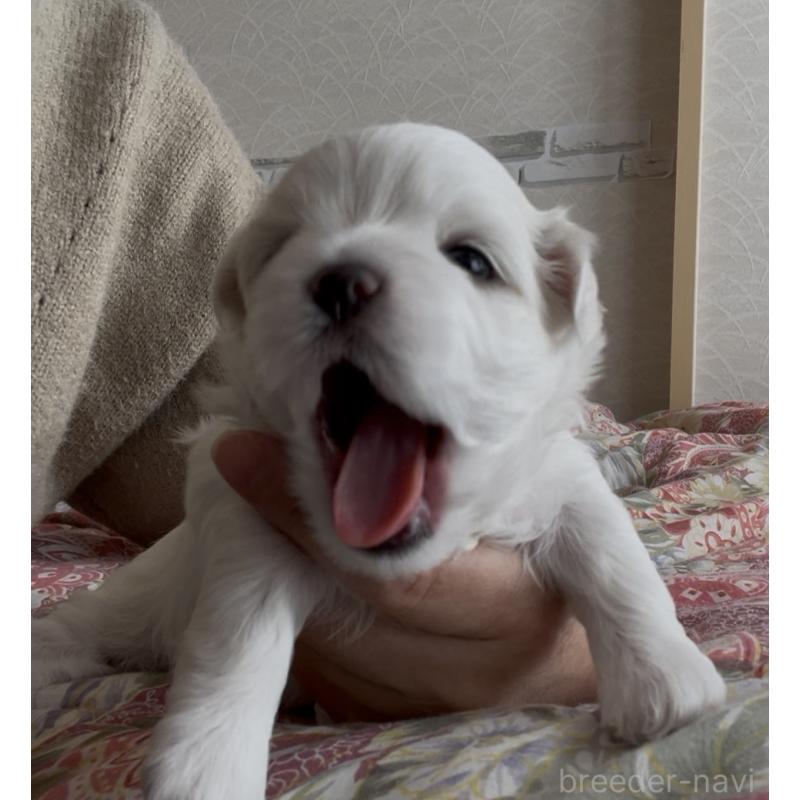 商談中の滋賀県のマルチーズ-430679の71枚目