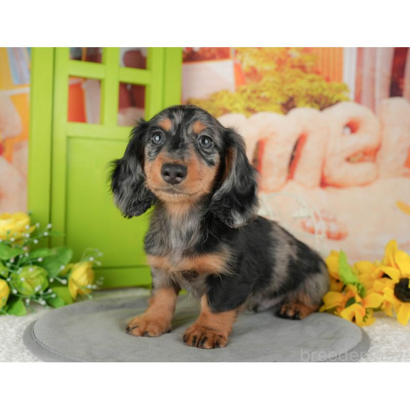 販売中の千葉県のミニチュアダックスフンド(ロングヘアード)-433601の4枚目