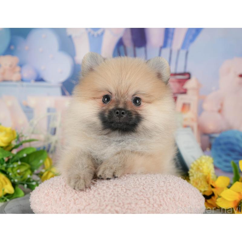 販売中の千葉県のポメラニアン-433599の7枚目