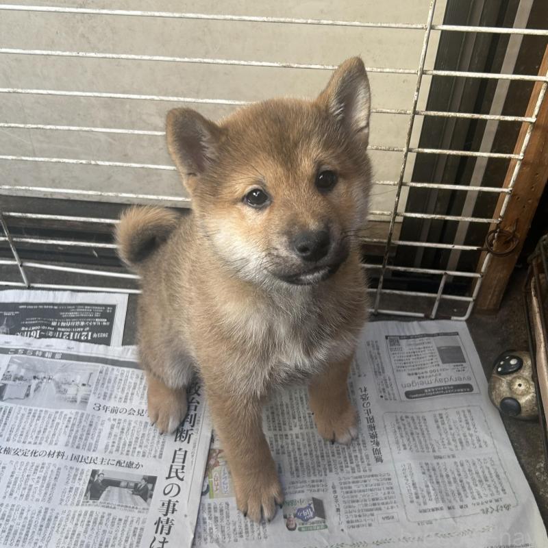 販売中の埼玉県の柴犬-428487の4枚目