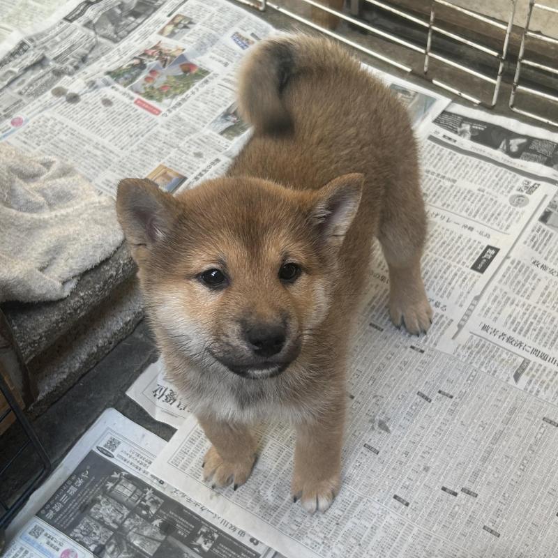 販売中の埼玉県の柴犬-428487の3枚目