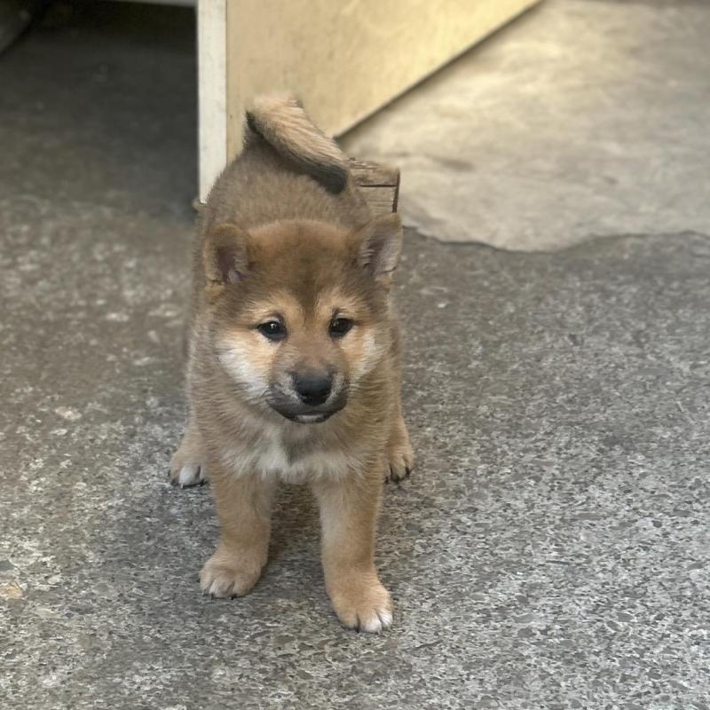 販売中の埼玉県の柴犬-428487の2枚目