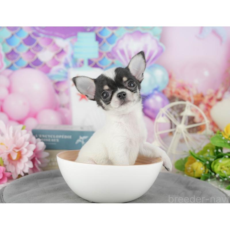 販売中の千葉県のチワワ(スムースコート)-433595の9枚目