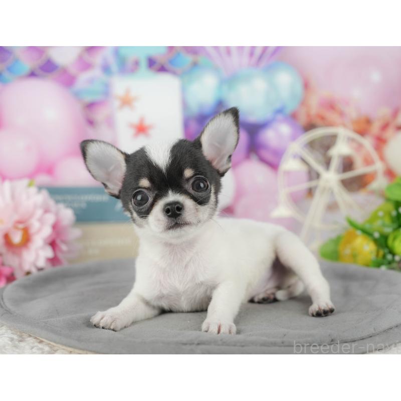 販売中の千葉県のチワワ(スムースコート)-433595の8枚目