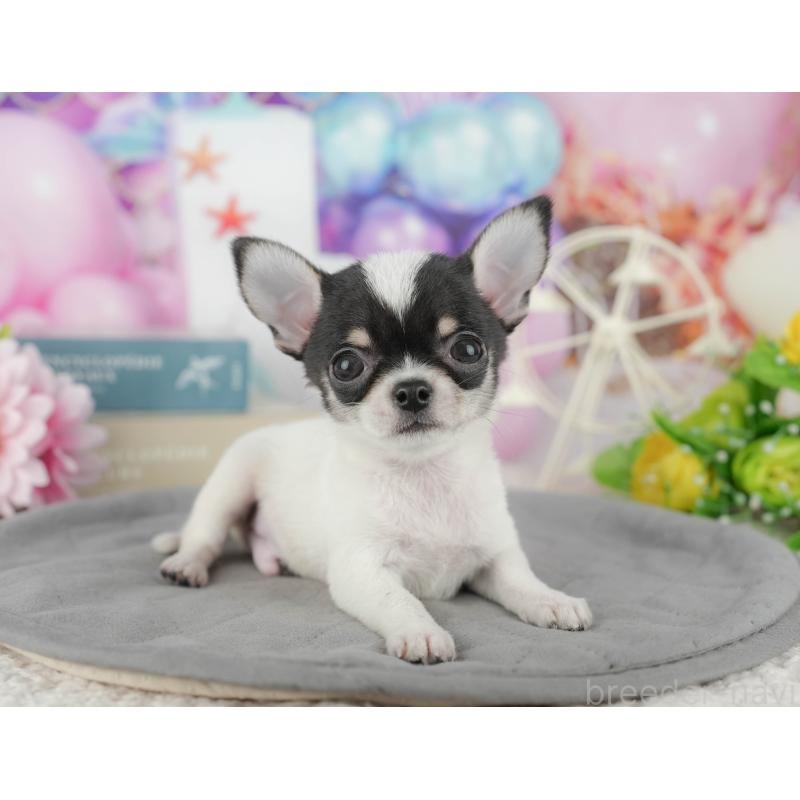 販売中の千葉県のチワワ(スムースコート)-433595の7枚目