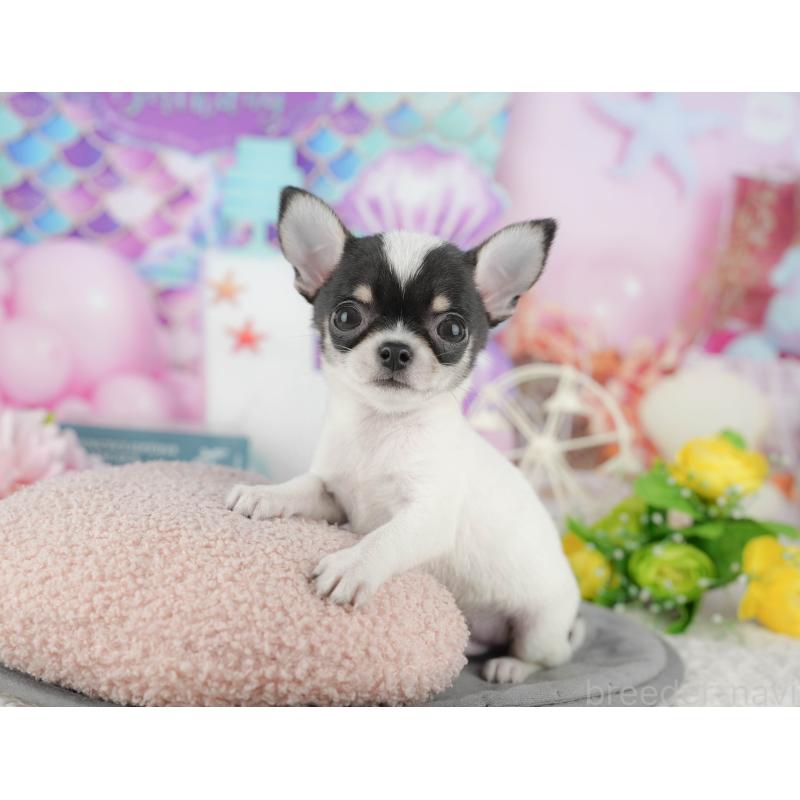 販売中の千葉県のチワワ(スムースコート)-433595の6枚目