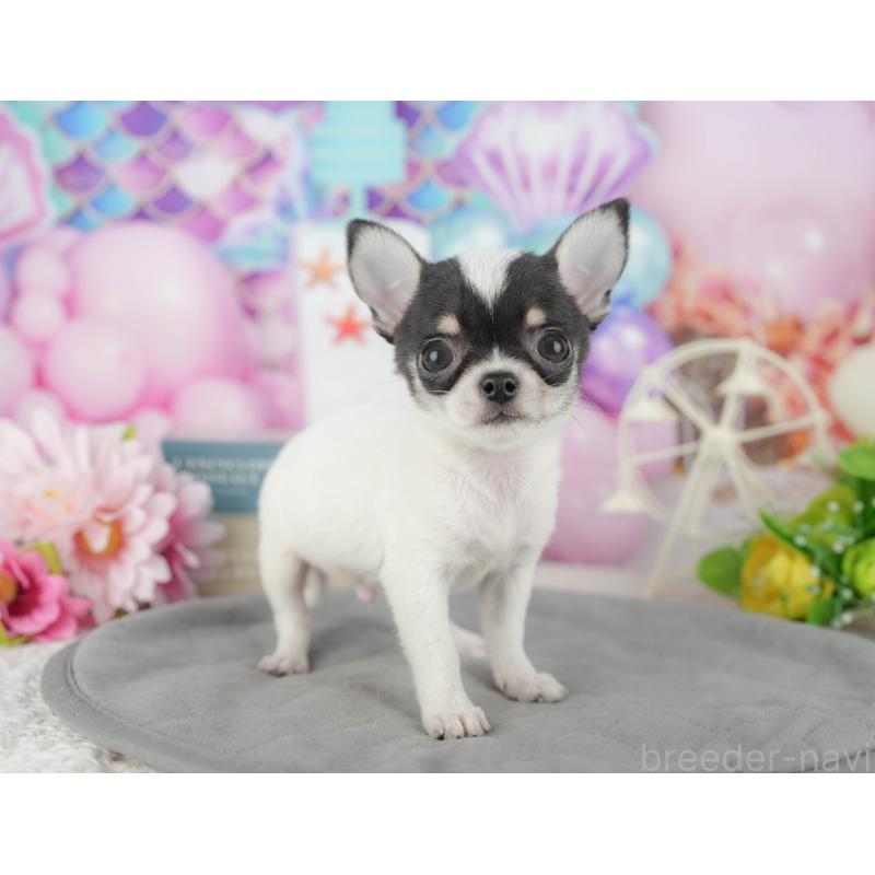 販売中の千葉県のチワワ(スムースコート)-433595の5枚目