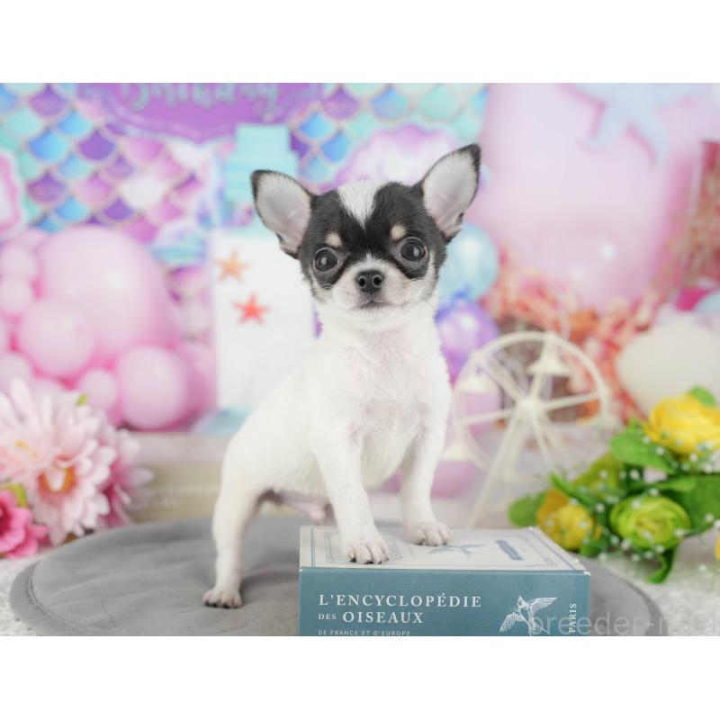 販売中の千葉県のチワワ(スムースコート)-433595の4枚目