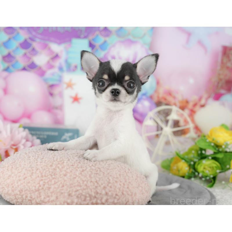 販売中の千葉県のチワワ(スムースコート)-433595の3枚目