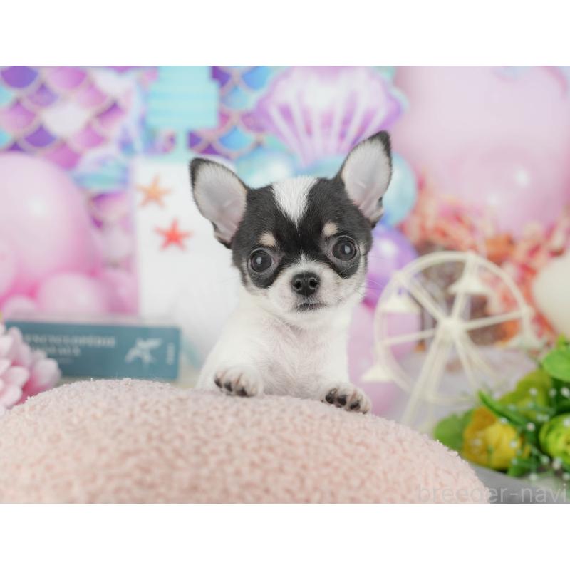 販売中の千葉県のチワワ(スムースコート)-433595の2枚目