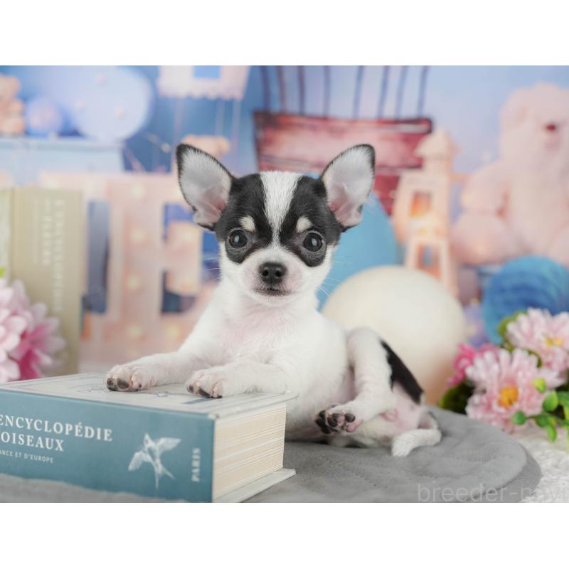 販売中の千葉県のチワワ(スムースコート)-433593の10枚目