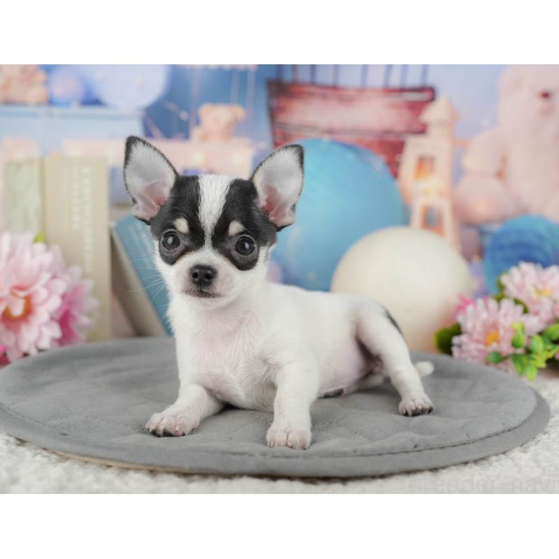 販売中の千葉県のチワワ(スムースコート)-433593の9枚目