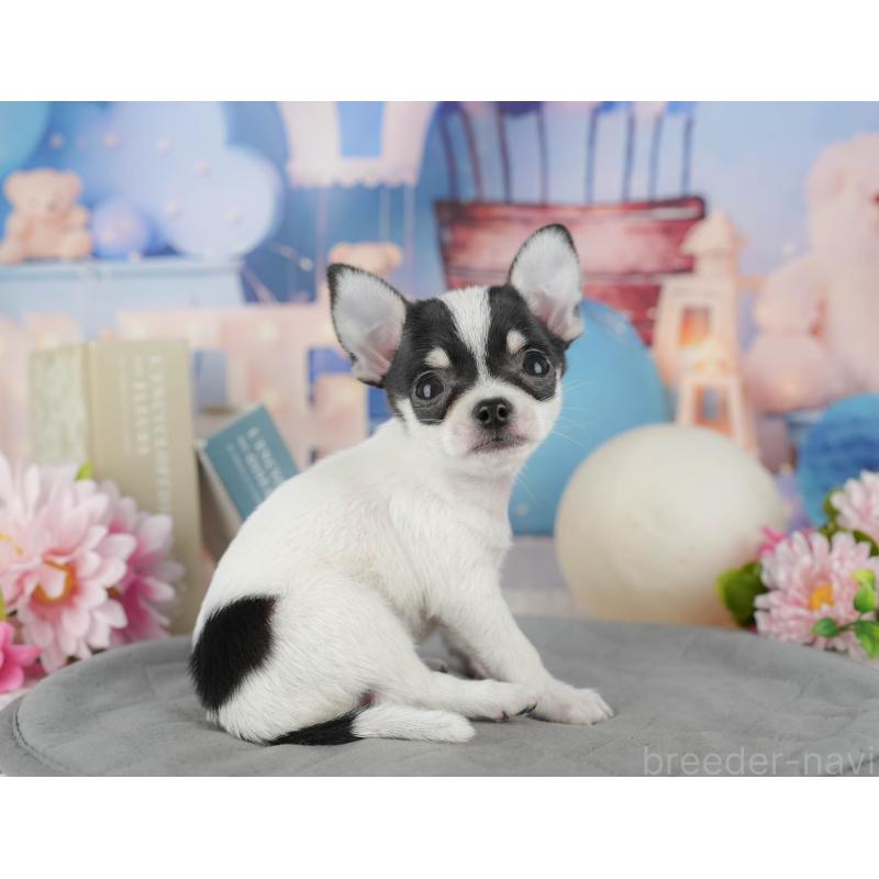 販売中の千葉県のチワワ(スムースコート)-433593の8枚目