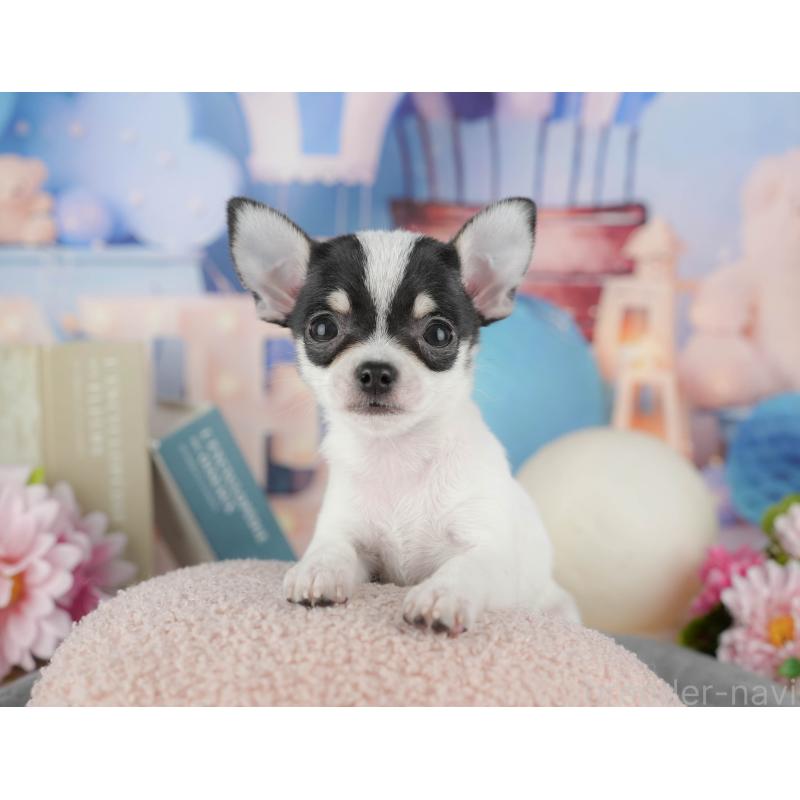 販売中の千葉県のチワワ(スムースコート)-433593の7枚目