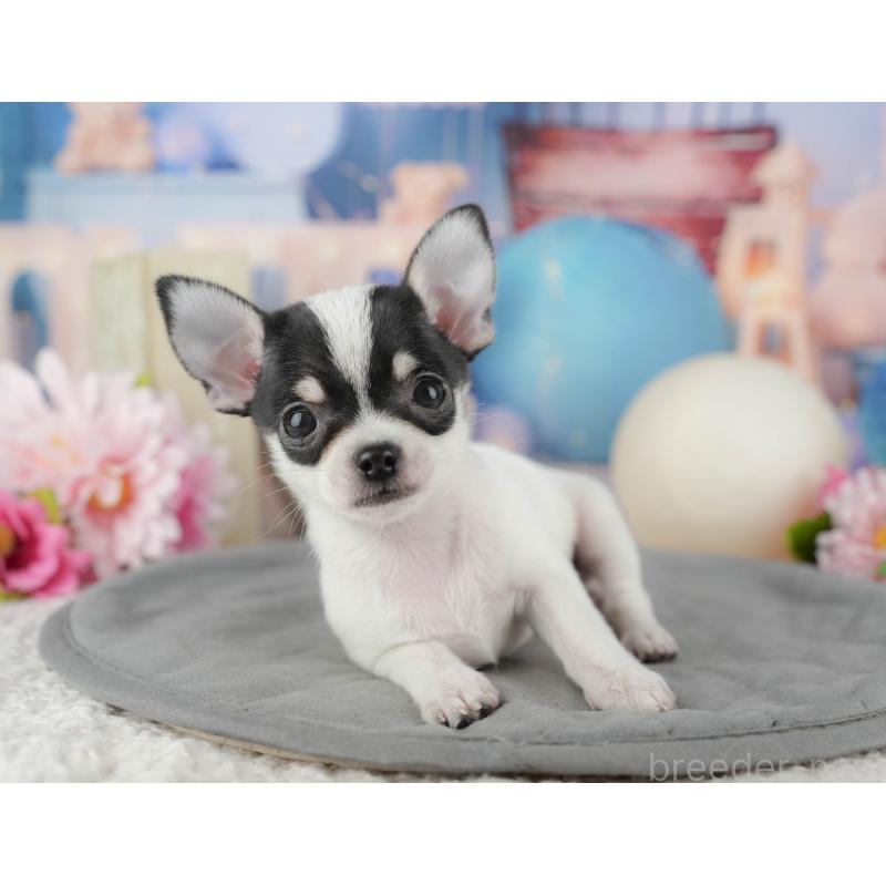 販売中の千葉県のチワワ(スムースコート)-433593の6枚目