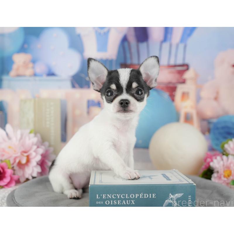 販売中の千葉県のチワワ(スムースコート)-433593の5枚目