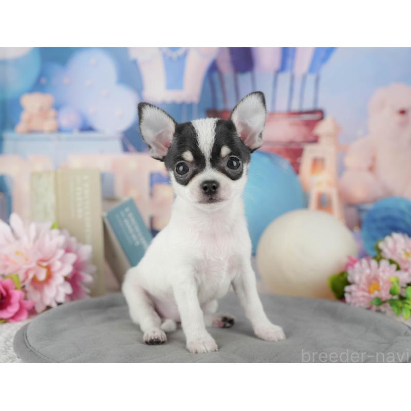 販売中の千葉県のチワワ(スムースコート)-433593の4枚目