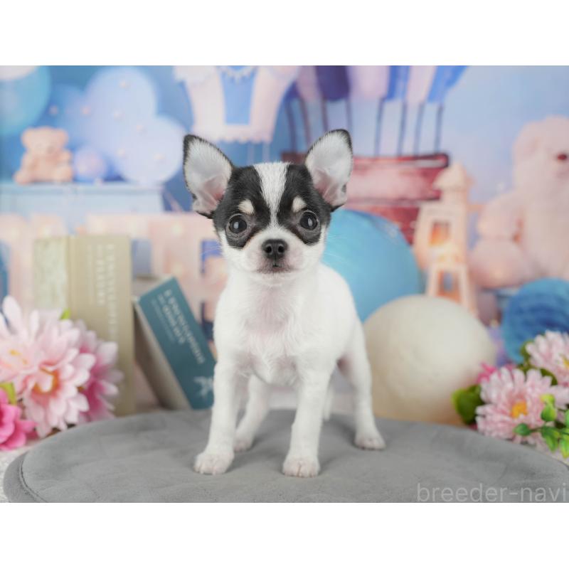 販売中の千葉県のチワワ(スムースコート)-433593の3枚目