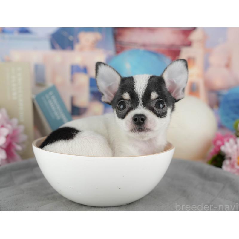 販売中の千葉県のチワワ(スムースコート)-433593の2枚目