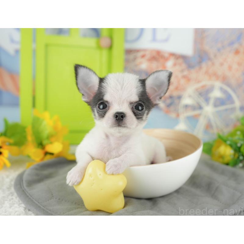 販売中の千葉県のチワワ(スムースコート)-433591の11枚目