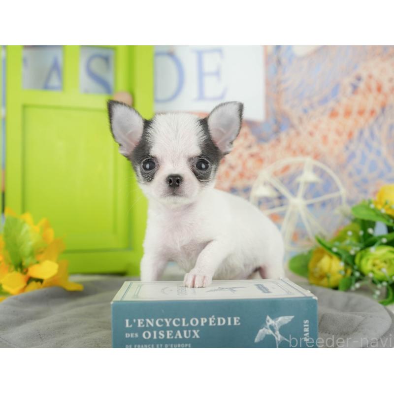 販売中の千葉県のチワワ(スムースコート)-433591の10枚目