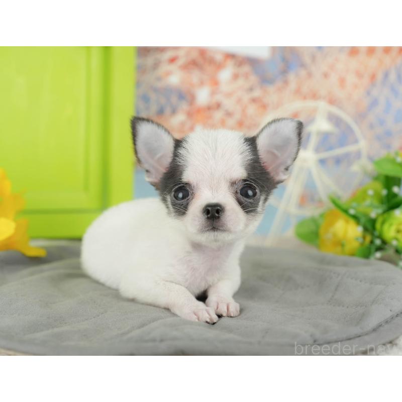 販売中の千葉県のチワワ(スムースコート)-433591の9枚目