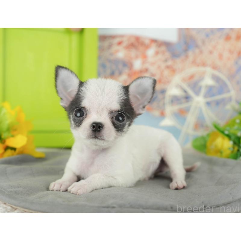 販売中の千葉県のチワワ(スムースコート)-433591の8枚目