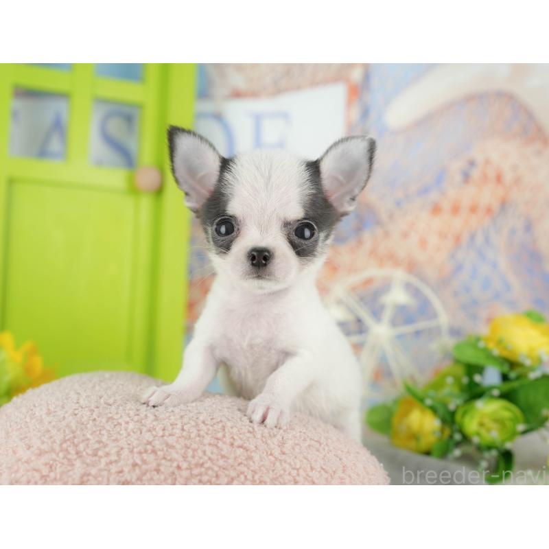 販売中の千葉県のチワワ(スムースコート)-433591の7枚目