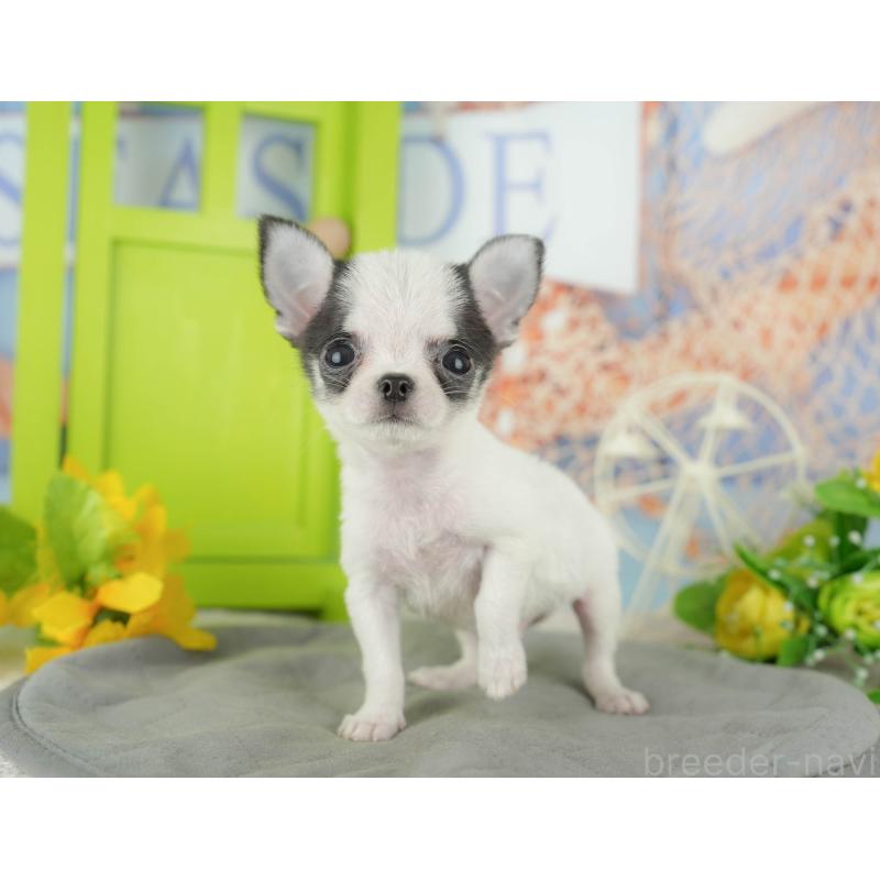 販売中の千葉県のチワワ(スムースコート)-433591の6枚目