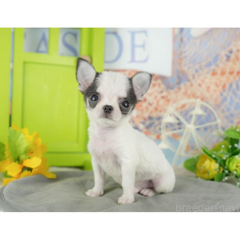 販売中の千葉県のチワワ(スムースコート)-433591の5枚目