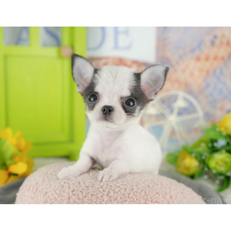 販売中の千葉県のチワワ(スムースコート)-433591の4枚目