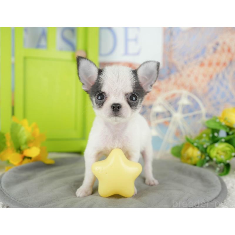 販売中の千葉県のチワワ(スムースコート)-433591の3枚目