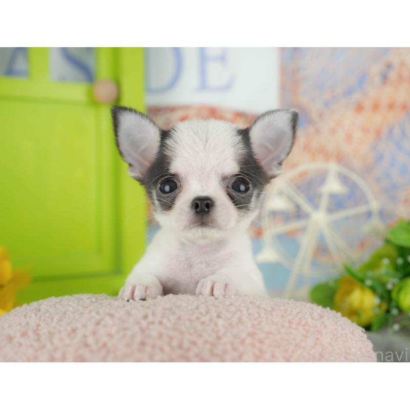 販売中の千葉県のチワワ(スムースコート)-433591の2枚目