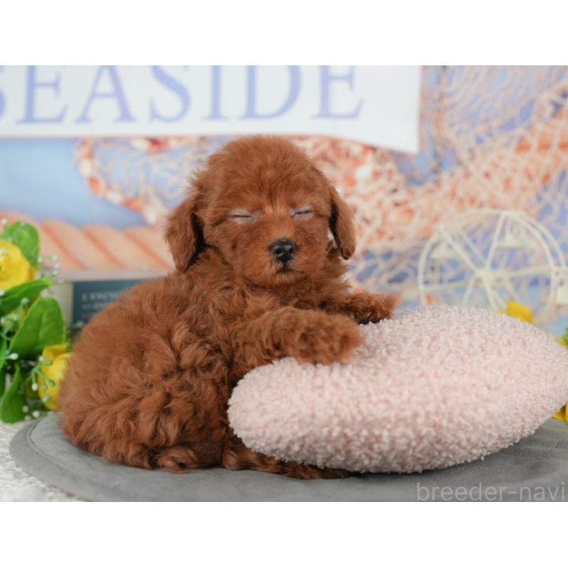 販売中の千葉県のトイプードル-433590の10枚目