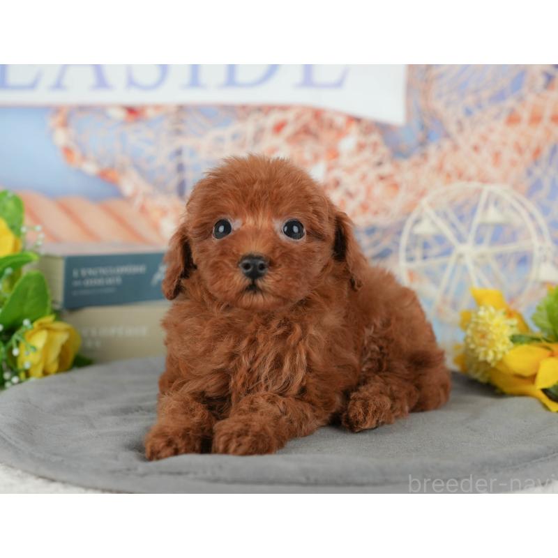 販売中の千葉県のトイプードル-433590の5枚目