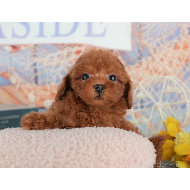 販売中の千葉県のトイプードル-433590の3枚目