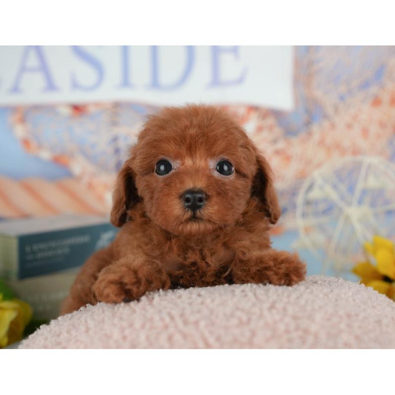 販売中の千葉県のトイプードル-433590の2枚目