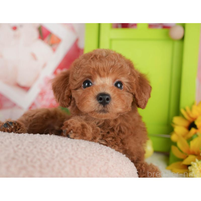 販売中ののトイプードル-433588