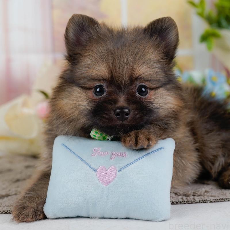 販売中の神奈川県のポメラニアン-433024