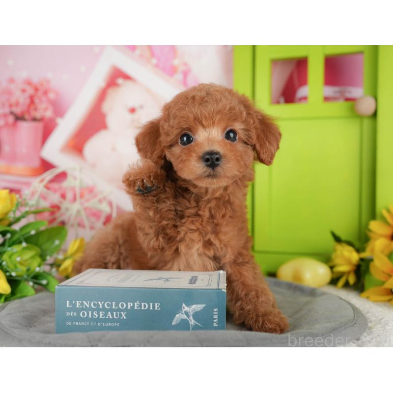 販売中の千葉県のトイプードル-433588の11枚目