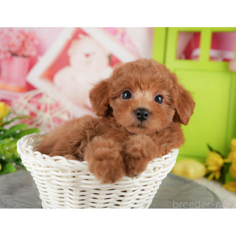 販売中の千葉県のトイプードル-433588の10枚目